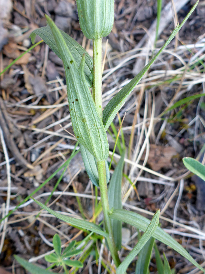 Lobed leaf