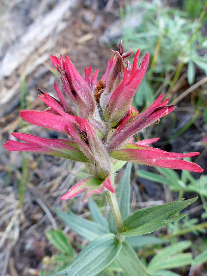 Withered flowers