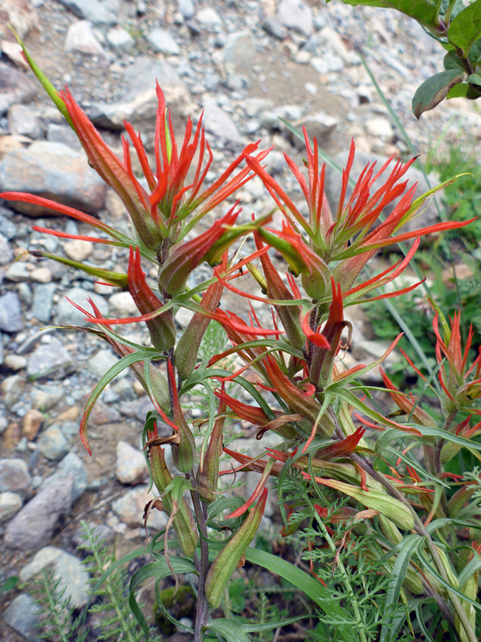 Narrow red bracts