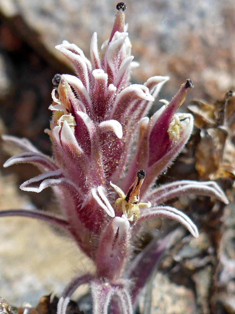 Pink-purple bracts