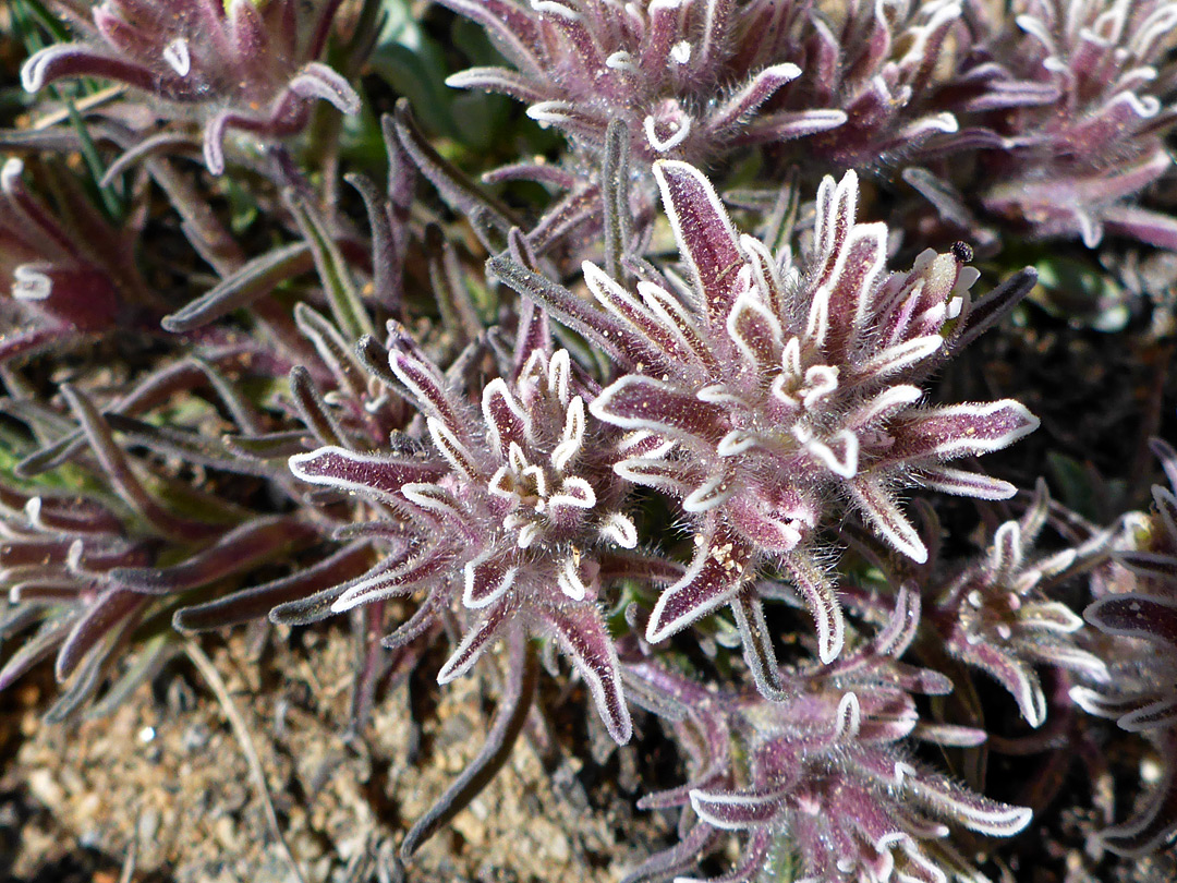 Leaves and bracts