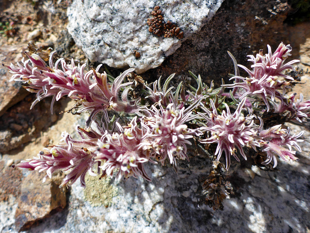 Flowering stems