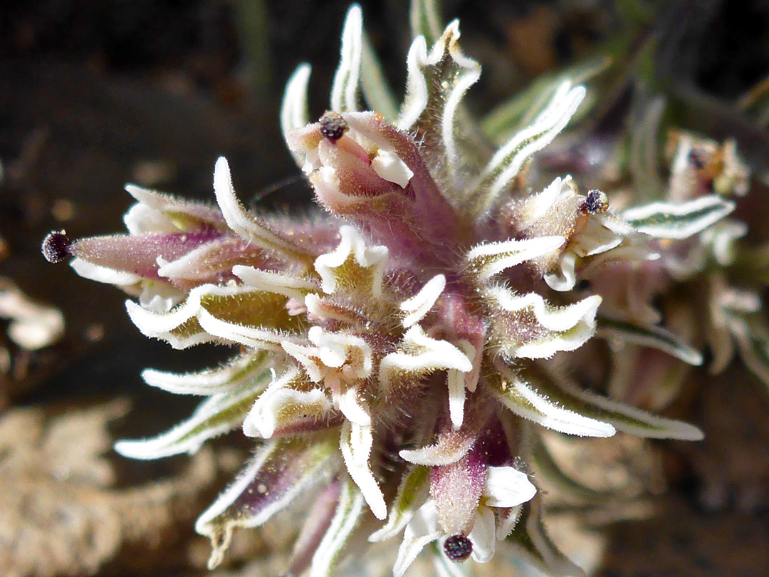 White-edged bracts