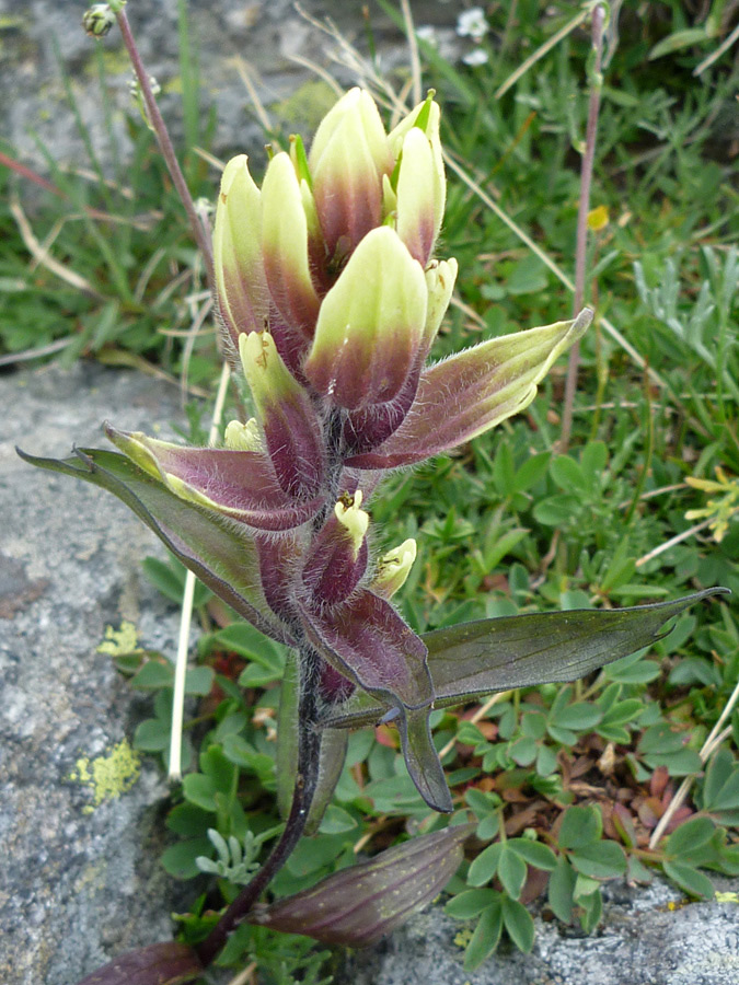 Yellow-purple bracts