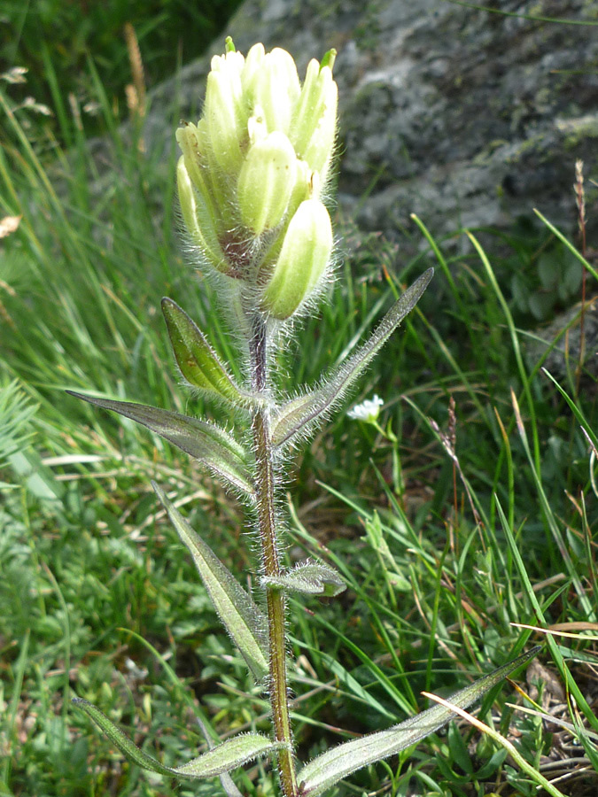 Hairy stem and leaves