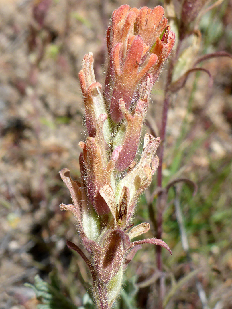 Reddish bracts