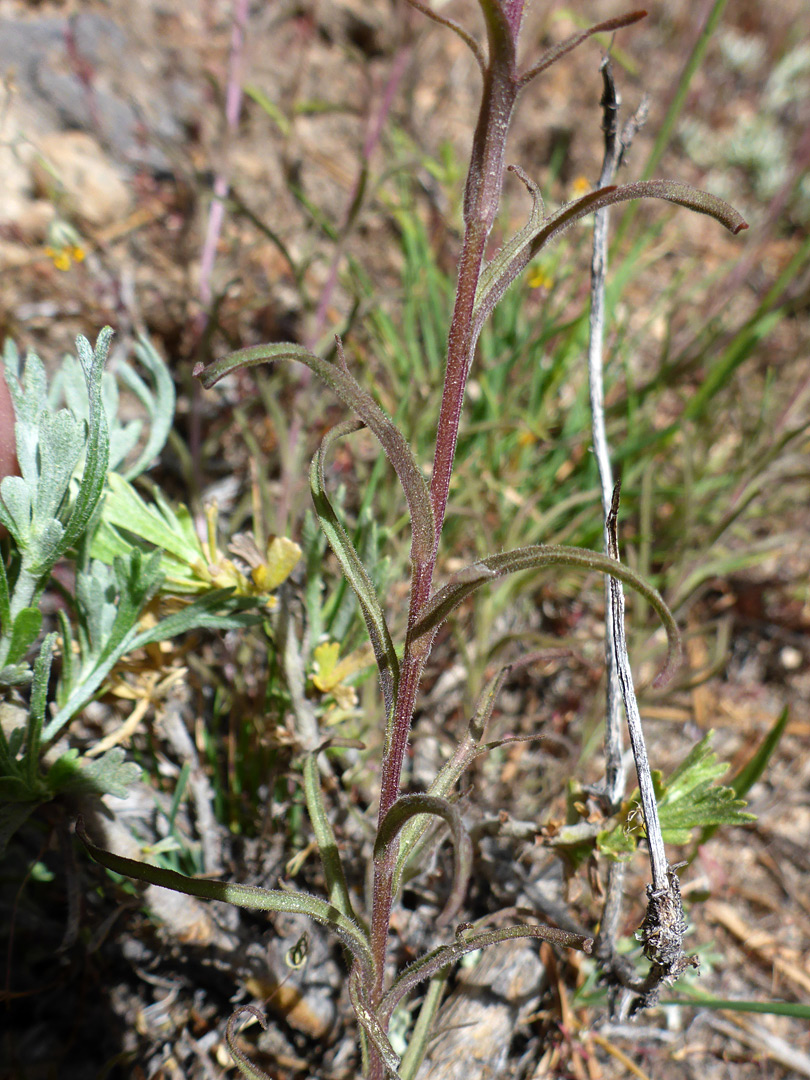 Stem and alternate leaves