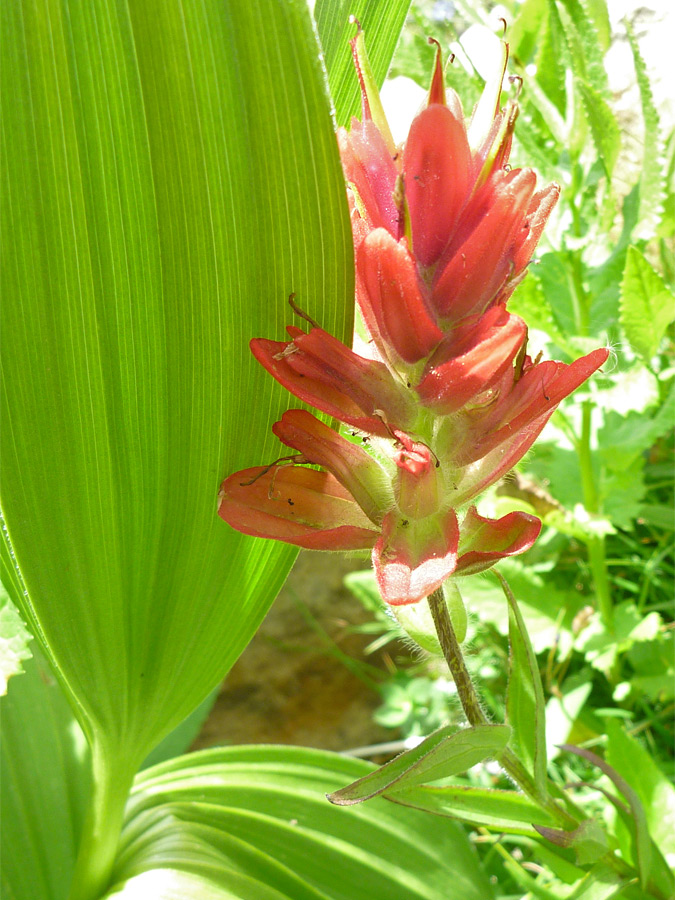 Pinkish-red flower