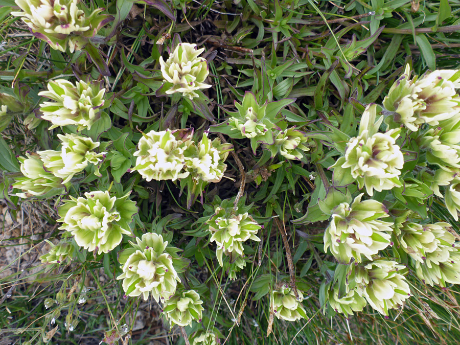 Group of flowers