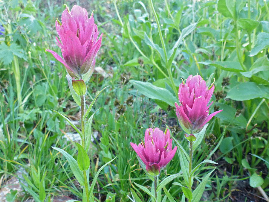 Three flowering stems