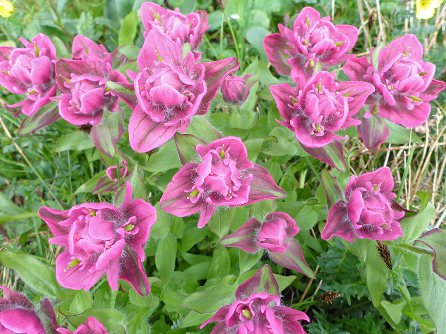 Deep pink flowerheads