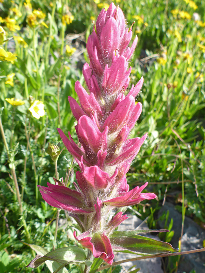 Pink bracts