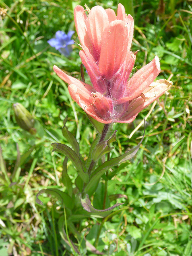 Pink flowerhead