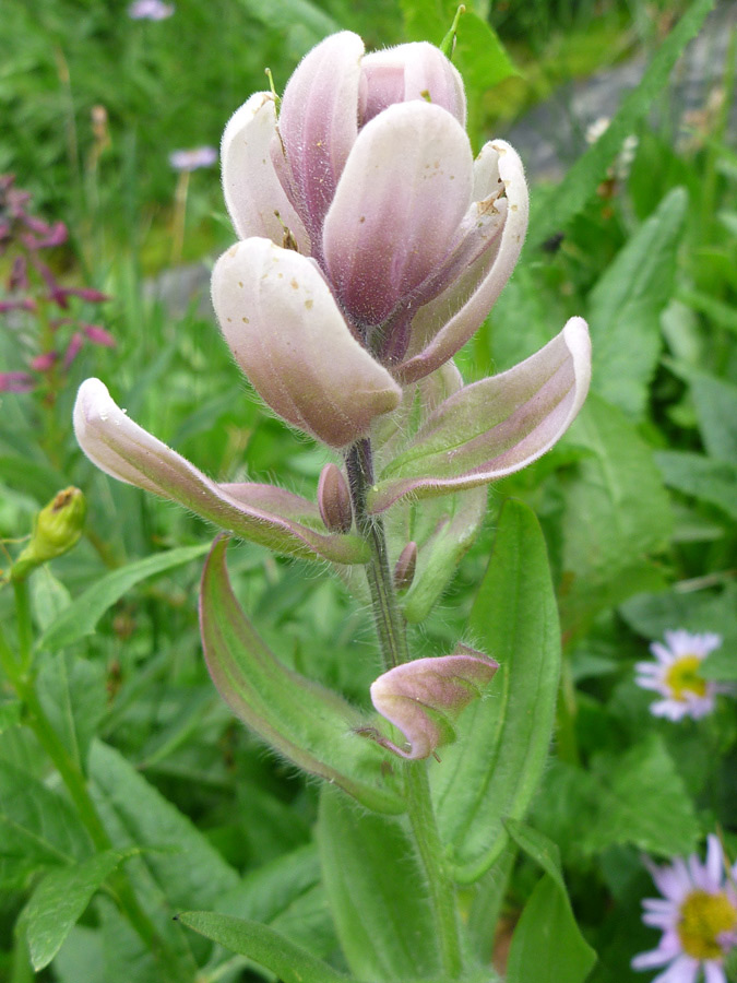 White-purple flower