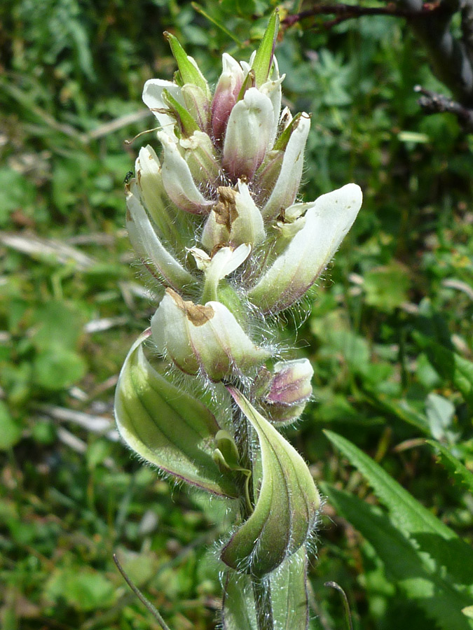 Hairy flowerhead