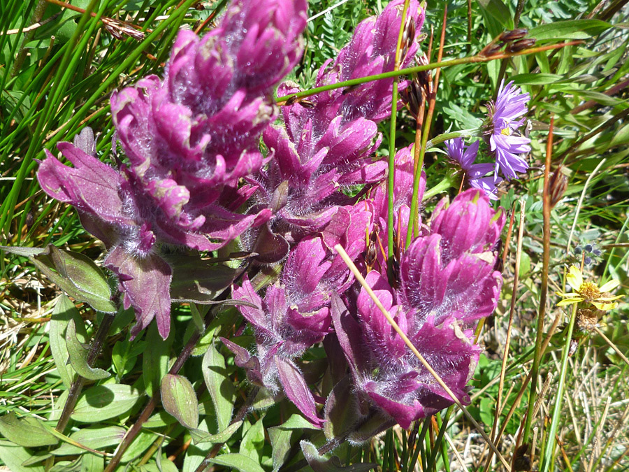 Deep pink flowers