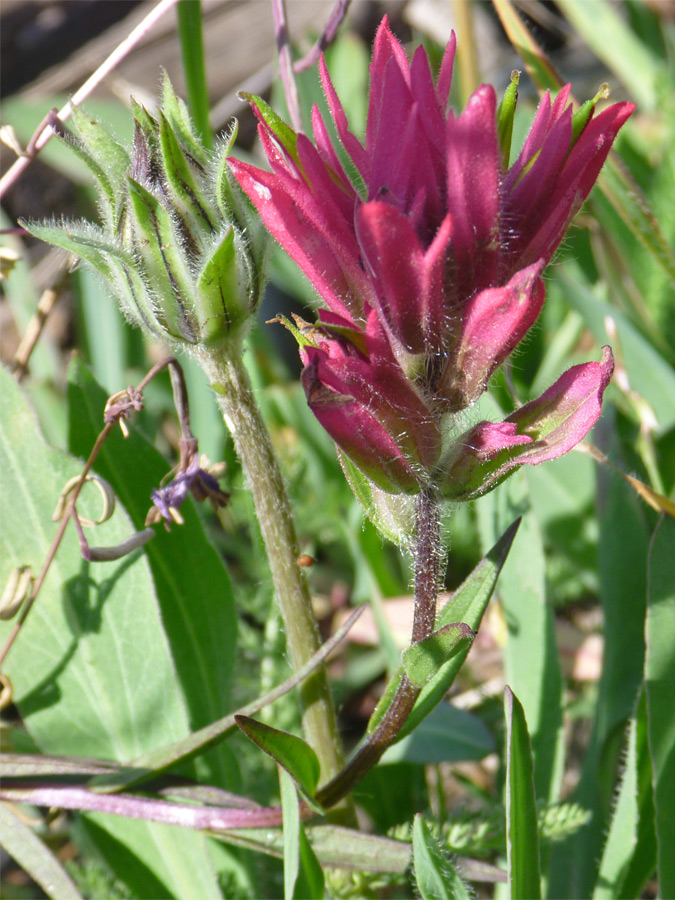 Pinkish-purple flower