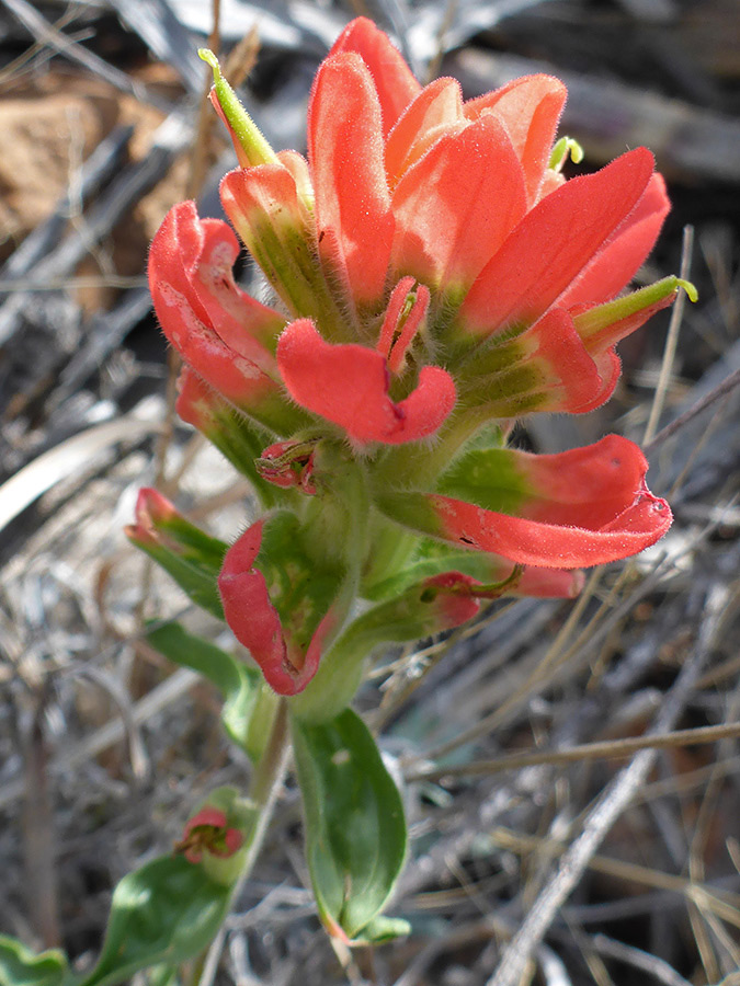 Green and red bracts