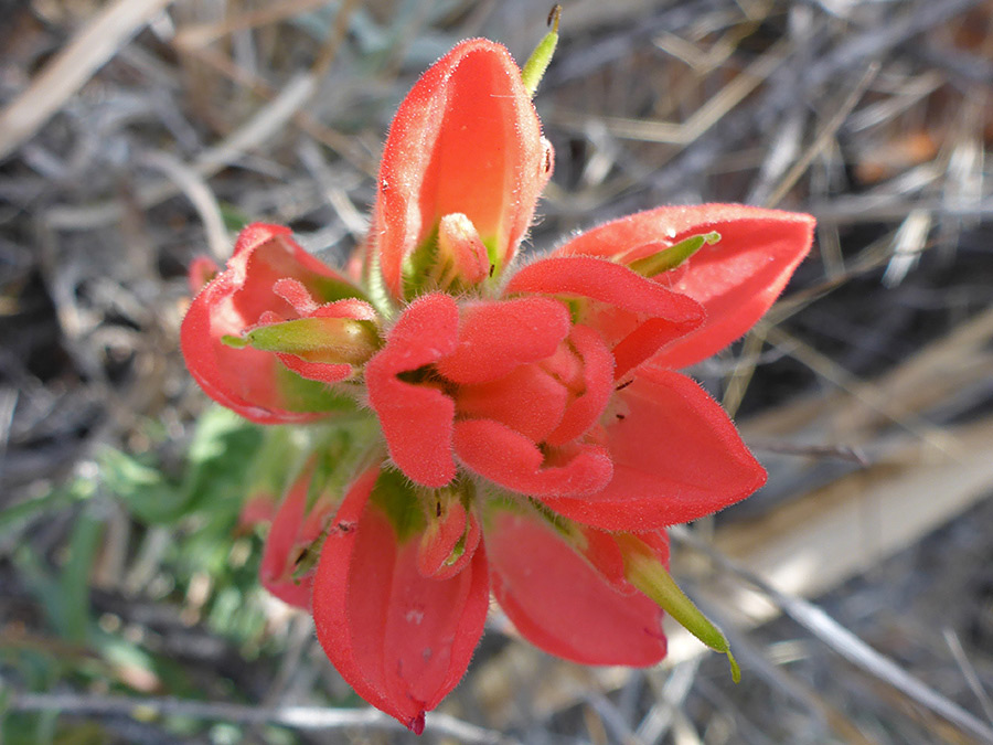 Greenish, tubular flowers