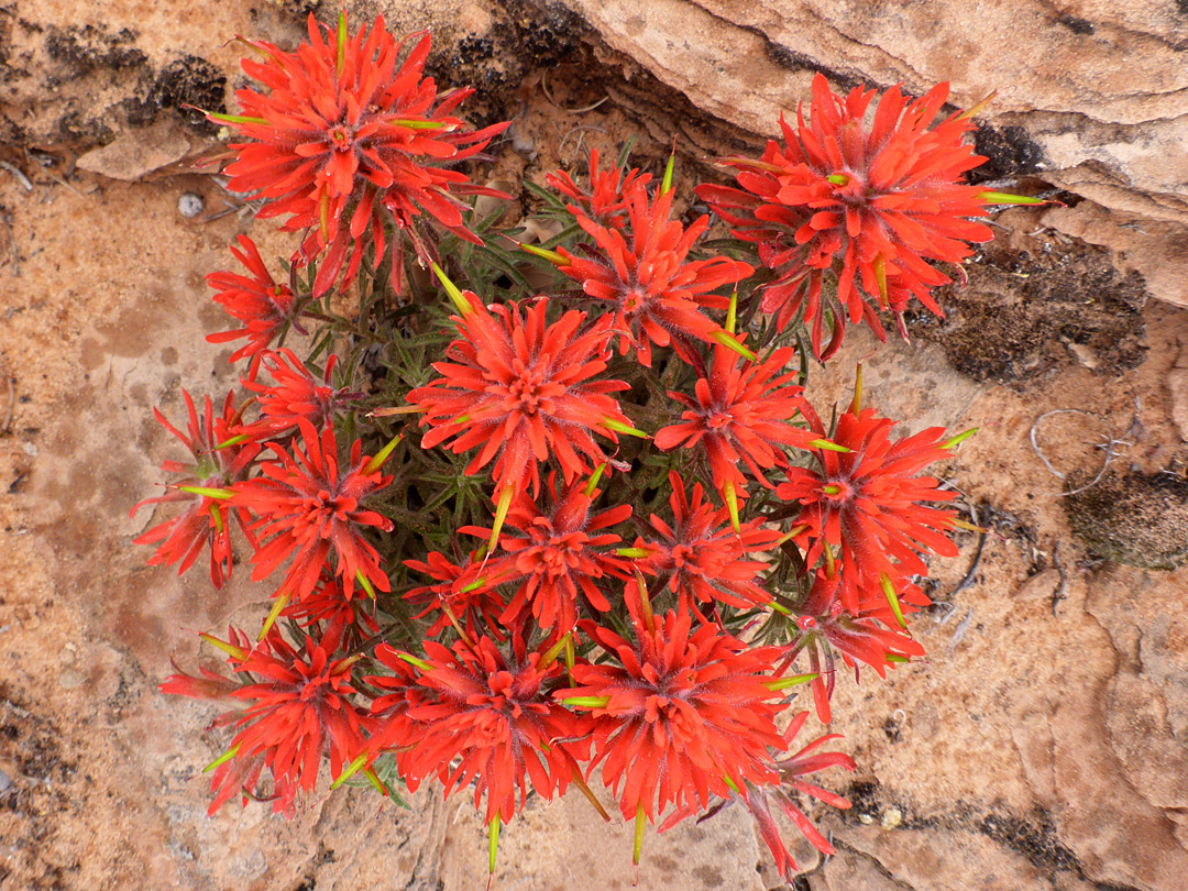 Plant in situ