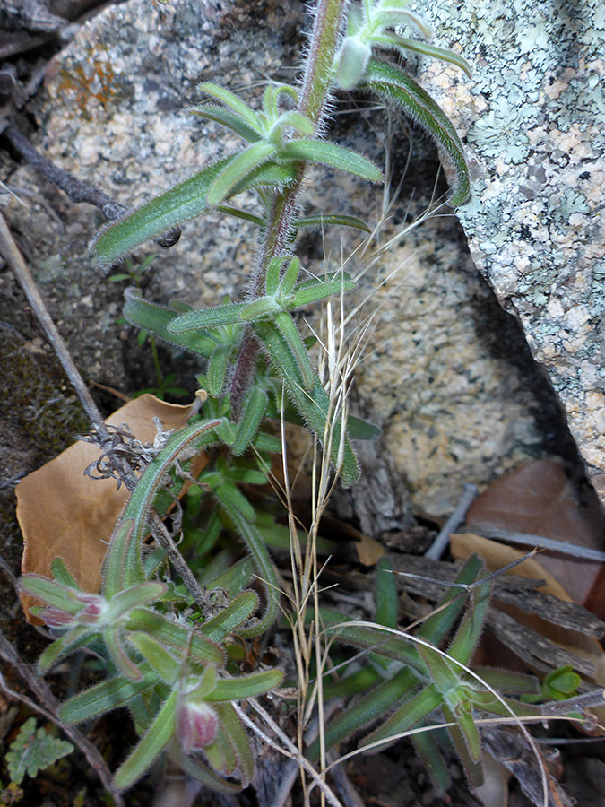 Stem and leaves