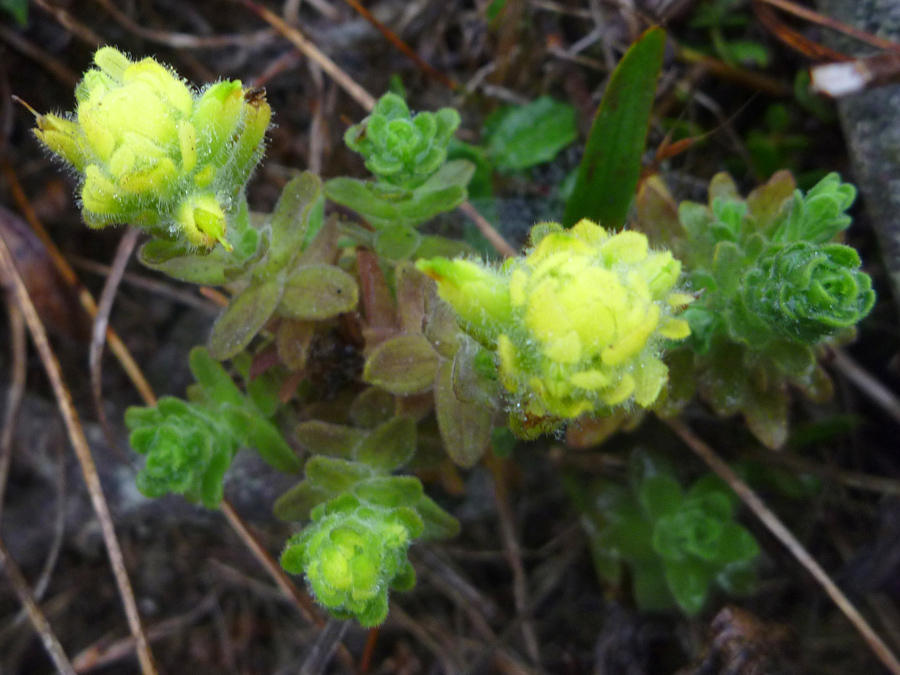 Greenish-yellow bracts