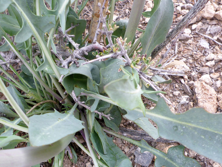 Grey-green leaves