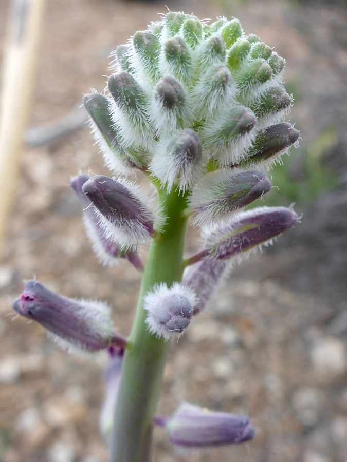 Hairy buds