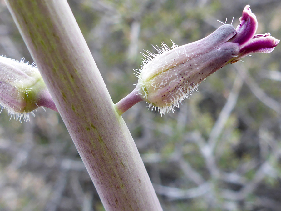 White calyx hairs