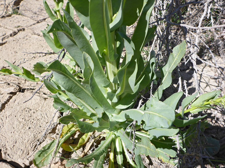 Large basal leaves