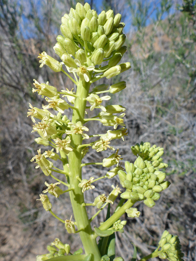 Branched stem