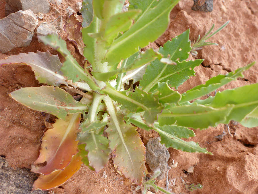 Toothed leaves