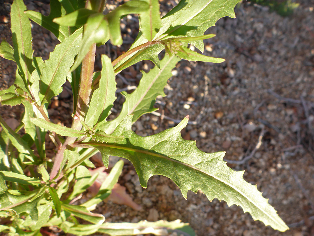 Irregularly-toothed leaves