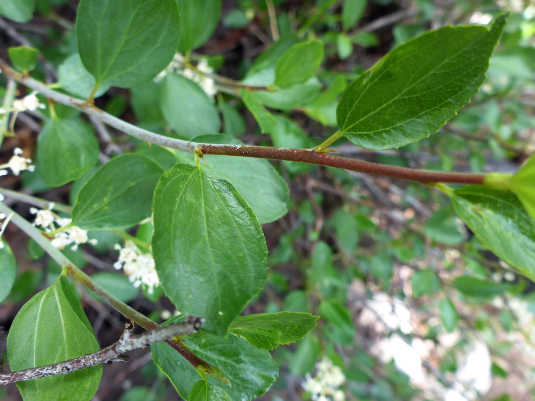 Stem and leaves