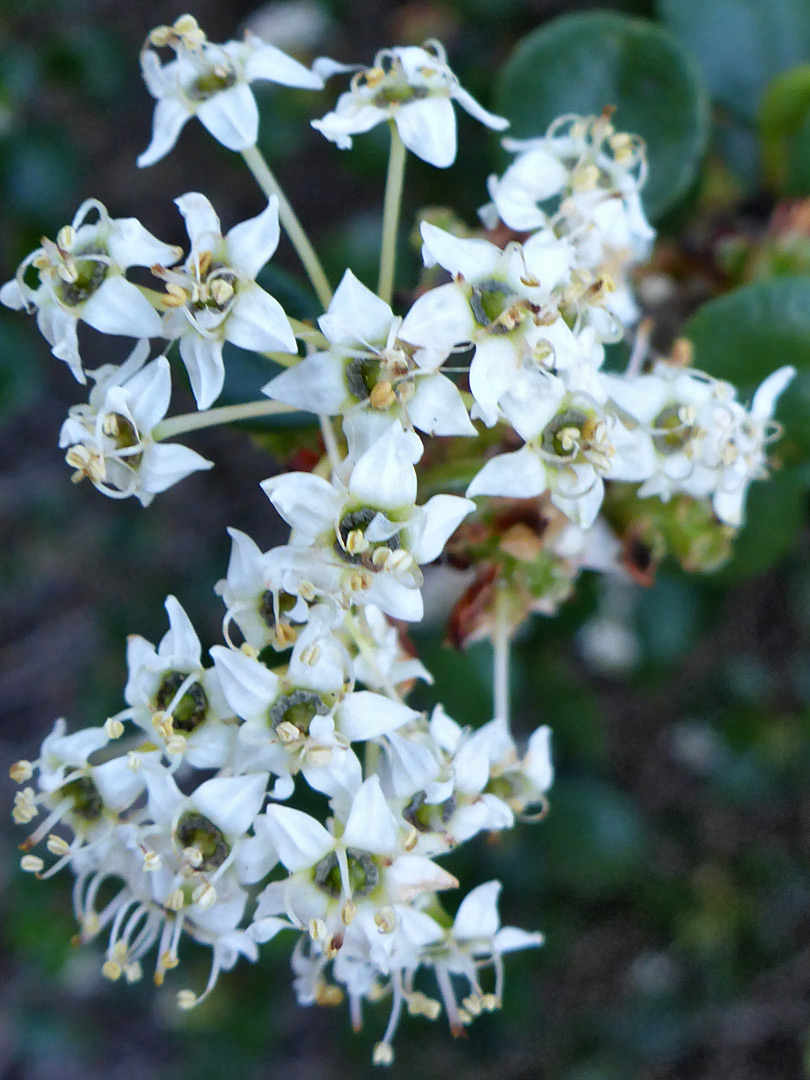 White flowers