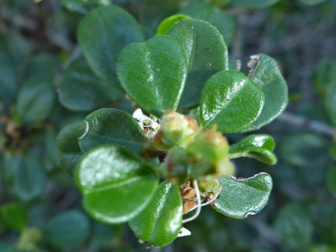 Shiny leaves