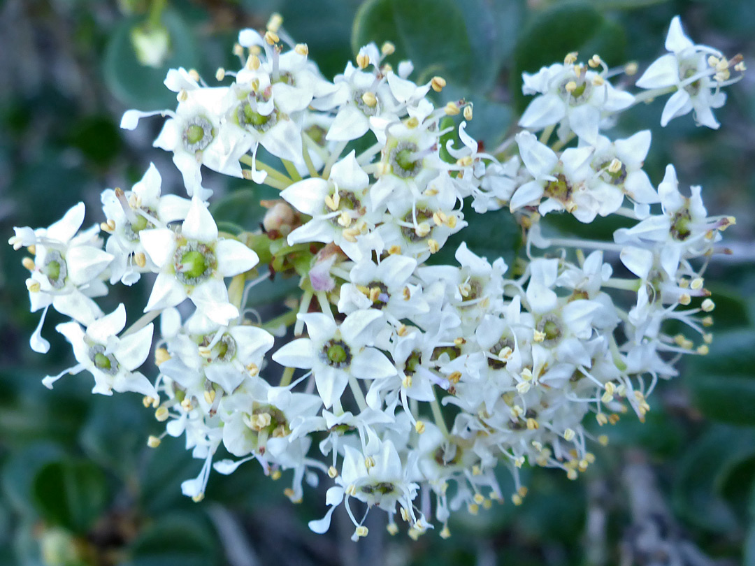 Clustered flowers