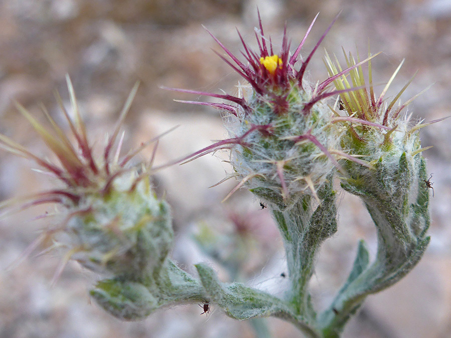 Flower and buds