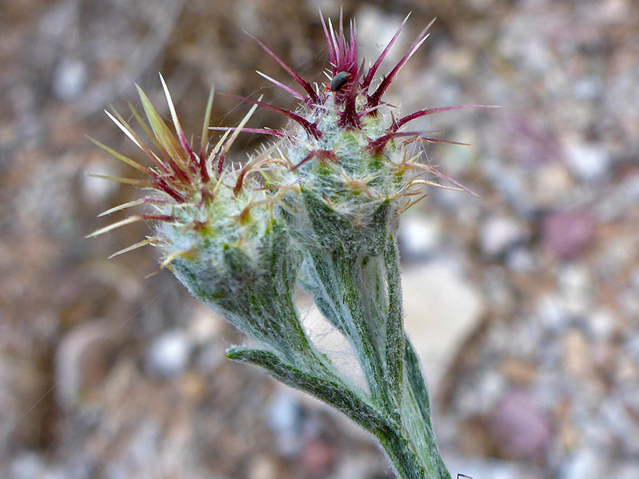 Spiny buds