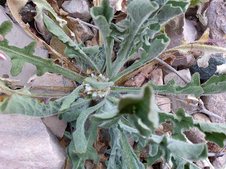 Lobed leaves