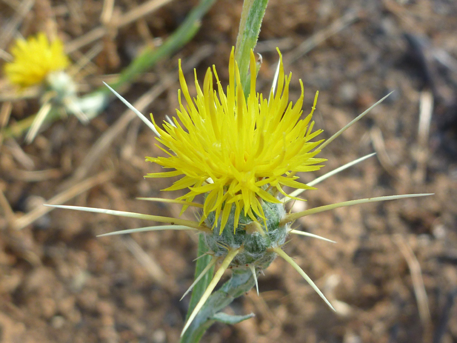 Spiny flowerhead