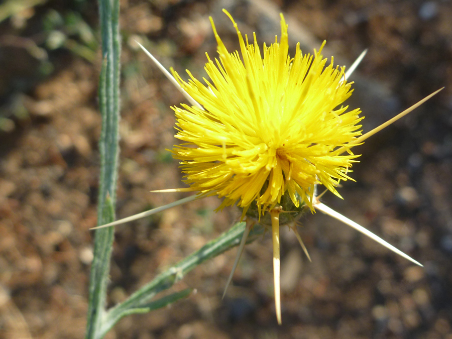 Long spines