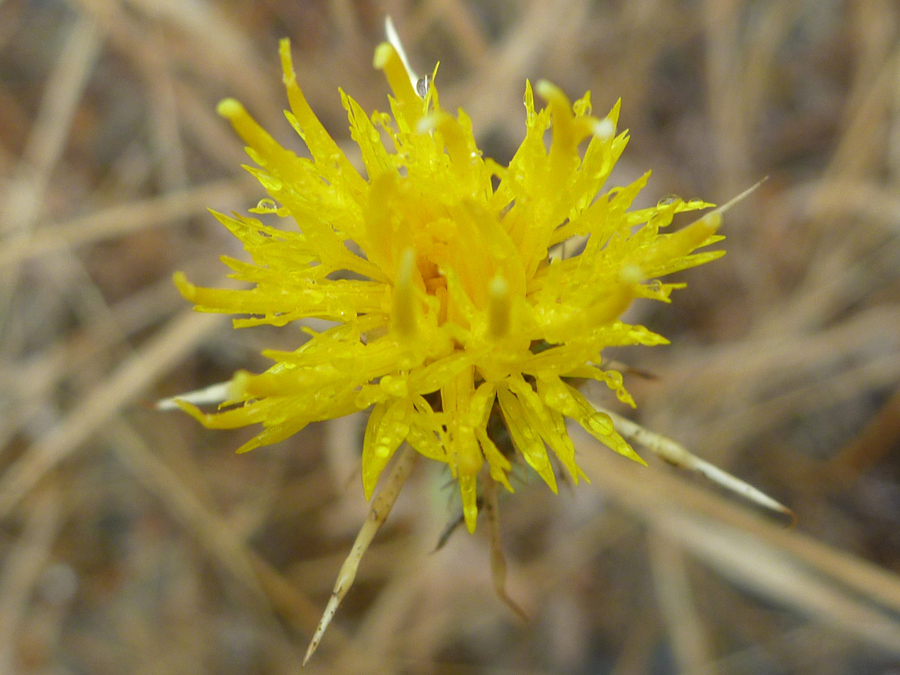 Yellow florets