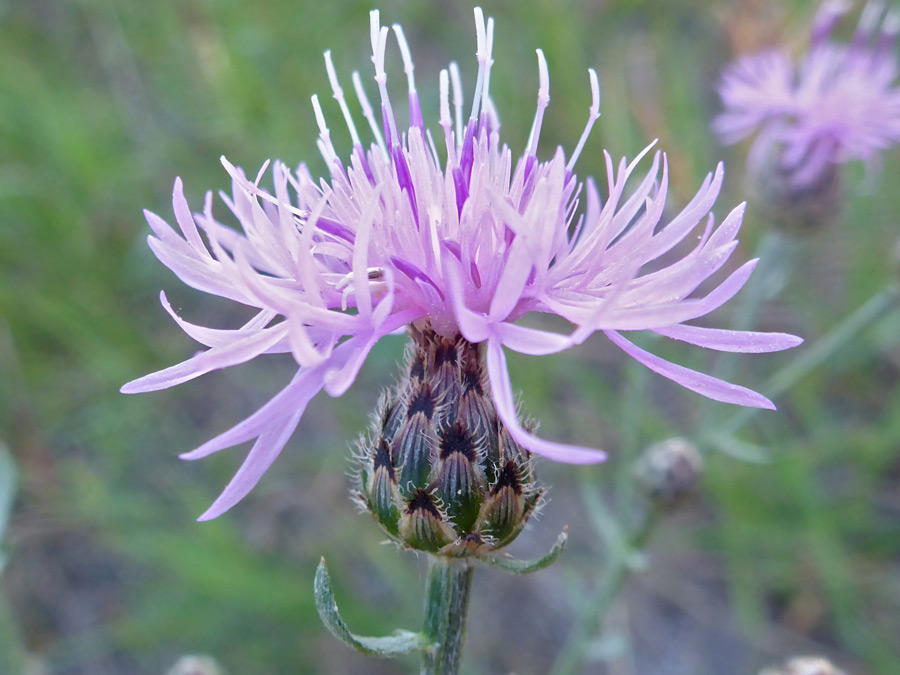 Florets and phyllaries