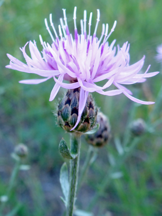 Mature flowerhead