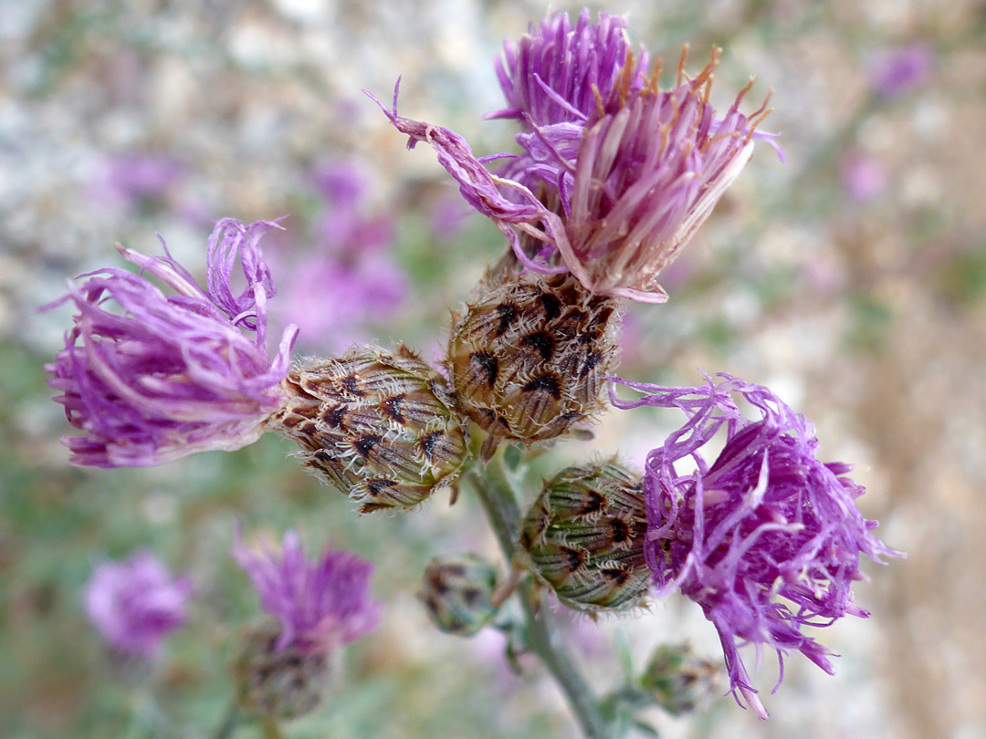 Group of flowerheads