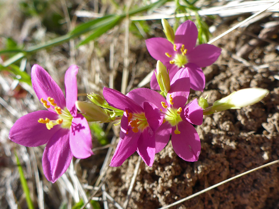 Cluster of flowers