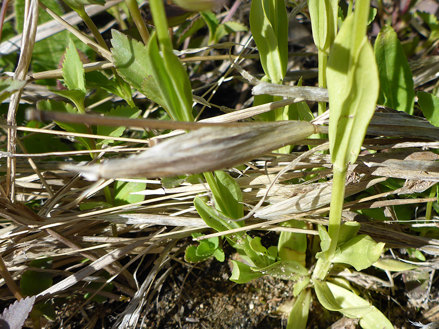 Basal leaves