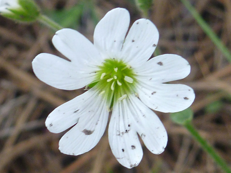 White flower