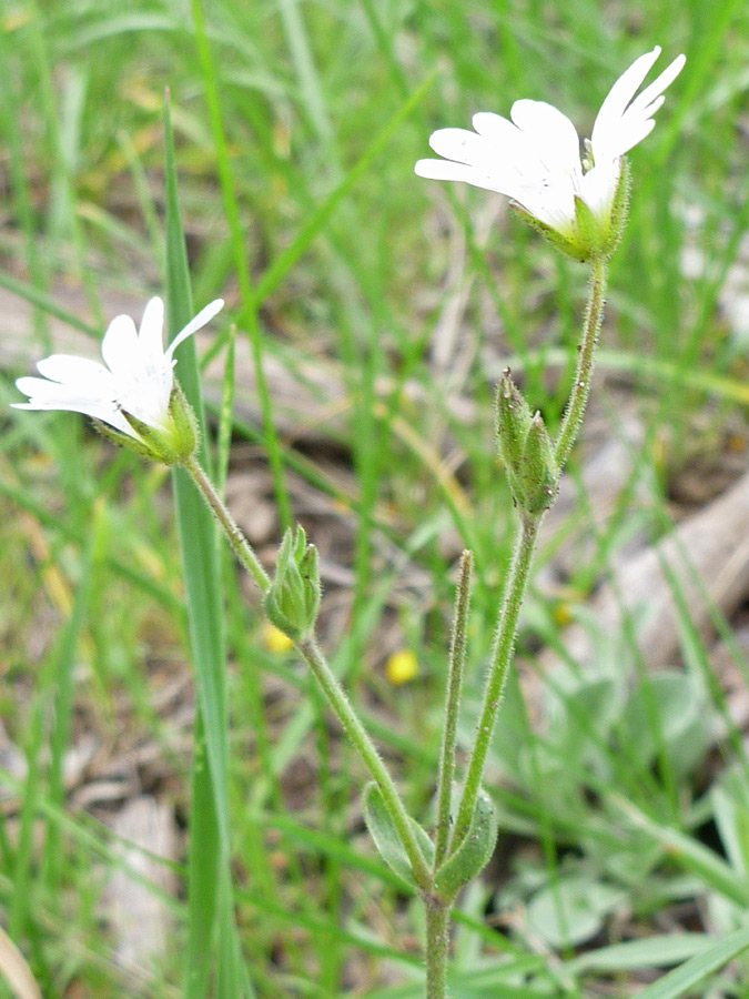 Hairy stems